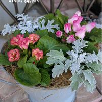 プリムラ　ジュリアン,チェッカーベリー,寄せ植え,シルバーリーフ,軒下の画像