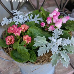 プリムラ　ジュリアン,チェッカーベリー,寄せ植え,シルバーリーフ,軒下の画像