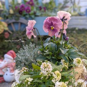 ビオラ,ときめきビオラ,パンジー フェデネージュ,寄せ植え,ビオラ・パンジーの画像