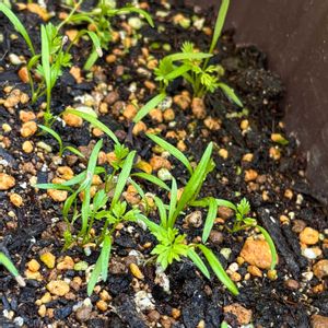 キッチンハーブ,キッチン,小さな庭,テラス,家庭菜園の画像