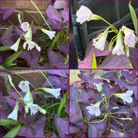 オキザリス,オキザリス・トライアングラリス,鉢植え,地植え,花のある暮らしの画像