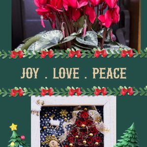 シクラメン,ガーデンシクラメン,プリザーブドフラワー,シクラメン プラチナリーフ アフロディーテ,原種シクラメン コウムの画像