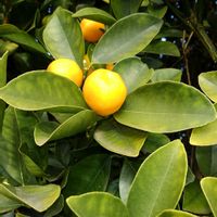 キンカンの画像