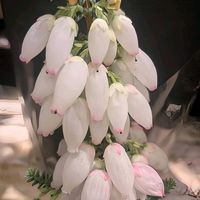 エリカ,エリカ ウィンターファイヤー,スズランエリカ,エリカ　ふっくらももちゃん,可愛いの画像