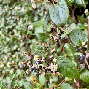 ツルソバ,雑草,俳句,季語,道端徘徊同盟の画像