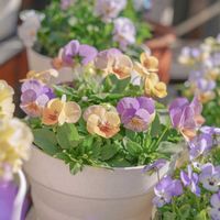 ビオラ,ビオラパンプキンの画像