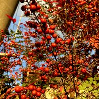 ナンテン,ナンテン,紅葉,公園,花壇の画像