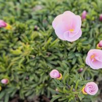 オキザリス,オキザリス ピンキー,冬の花壇,我が家のお花,植物の事もっと知りたいの画像