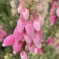 エリカ,エリカ,エリカ・ブライダルヒース,エリカ　ふっくらももちゃん,散歩道の花の画像