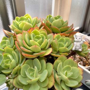 ピーチプリデ,ピーチプリデ,寄せ植え,多肉植物,多肉寄せ植えの画像