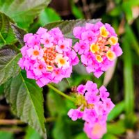 ランタナ,季節の花,花のある暮らし,緑のある暮らし,湘南の画像
