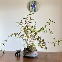 スイカズラ,スイカズラ,盆栽,小品盆栽,ミニ盆栽の画像