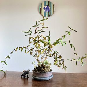 スイカズラ,スイカズラ,盆栽,小品盆栽,ミニ盆栽の画像