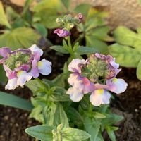 ネメシア,マイガーデン,癒し,和む,やさしい気持ちの画像