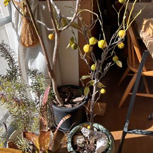 シークワーサー,観葉植物達,ビルベルギア,アボカドの木,ディープバーフルの画像