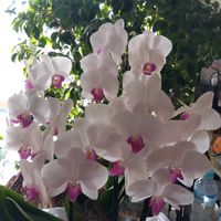 コチョウラン,癒し,夕焼け,ありがとう,祈りの画像