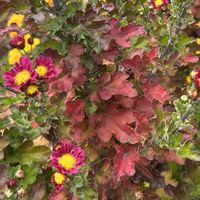 キク,紅葉（こうよう）,冬の散歩道,正岡子規の画像