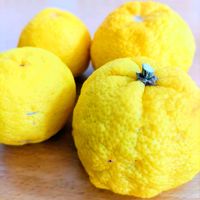 ドウダンツツジ,ホトトギス,柚子,裸木(落葉樹）,GSアダルトチームの画像