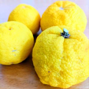 ドウダンツツジ,ホトトギス,柚子,裸木(落葉樹）,GSアダルトチームの画像