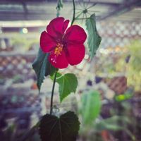 花のある暮らし,多肉女子,おうち園芸,部屋,壁/天井の画像