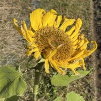 ヒマワリの画像