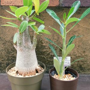 アデニウム,観葉植物,塊根植物,アデニュームの画像