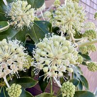 ヤツデ,お向かいさんのお庭の画像