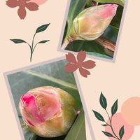 ツバキ,ツバキ,バラ,バラ,イワネシボリの画像