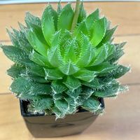 羽衣,多肉植物,ハオルチア属,多肉大好き,多肉中毒の画像