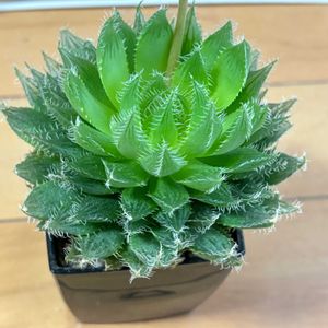 羽衣,多肉植物,ハオルチア属,多肉大好き,多肉中毒の画像