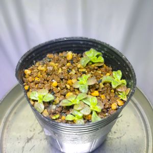 アエオニウム　スミシー,多肉植物,実生,アエオニウム,成長記録の画像