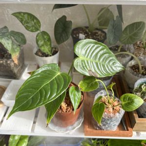 アンスリウム,アンスリウム ベイチー,観葉植物,成長記録の画像