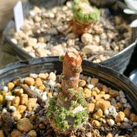 クレマチス,センペル,センペルビウム,多肉植物,花のある暮らしの画像