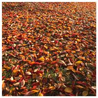 サクラ,モミジバフウの画像