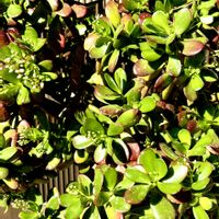 金のなる木,もみじ祭り,クラッスラ属もみじ祭り,多肉植物,いつもありがとう♡の画像