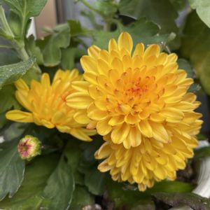 スターチス,ニゲラ,ガーデンシクラメン,マム,フローラマム マウントオビスクの画像