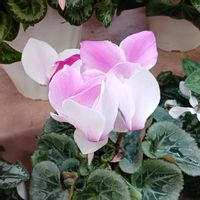 シクラメン,お出かけ先の画像