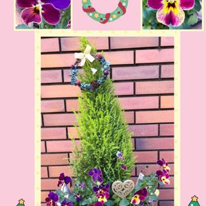 ビオラ,ゴールドクエスト,ビオラ　ファーマーム　クラフト,My diary☆,GS句会の画像