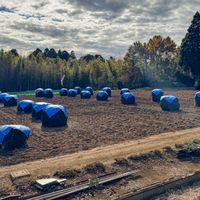 ラッカセイ,パンジー ミニフリフリ,ガーデンシクラメン軽井沢育ちシャインレッド,エリカ　ウィンターファイアー,のんのんスミレの画像