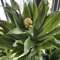 カルミアの画像