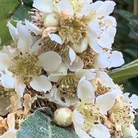 クレマチス,クレマチス,ビワ,ブルーベリー,ブルーベリーの画像