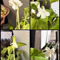 スミレ,しあわせ　スミレ計画❣️の画像