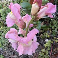 カランコエ,ビオラ,金魚草,金魚草,多肉植物の画像