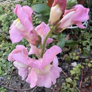 カランコエ,ビオラ,金魚草,金魚草,多肉植物の画像