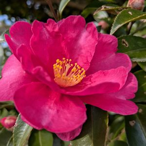 タチカンツバキ,まだまだ初心者,花のある暮らし,緑のある暮らし,遊歩道の画像