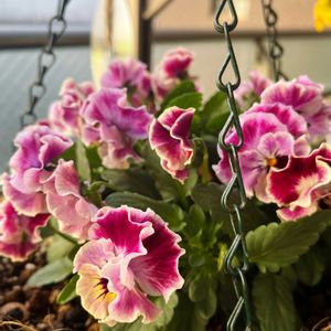 フリンジビオラ　帰蝶,半日陰,花のある暮らし,カネコ種苗,地道にコツコツの画像