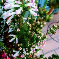 エリカ,エリカ クリスマスパレード,クリスマス,赤い花,白い花の画像