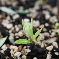 オリーブ,オリーブ,オリーブのある暮らし,ベランダの画像