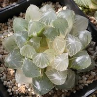 オブツーサ,ハオルチア,斑入り,ブルーレンズオブツーサ錦,多肉植物の画像