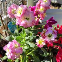 アリッサム,ストック,寄せ植え,鉢植え,我が家の庭の画像